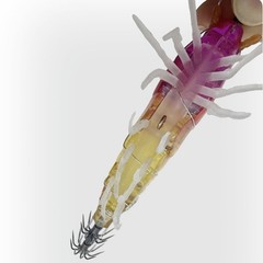 10.5cm Realistic Shrimp Claws Bait Glow for Squid and Cuttlefish Sea Use