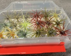 Coike/Urchin Storage Box Insert for Plano 3700