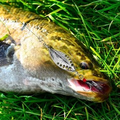 Gold Silver Spoon Bait for Proberos 3.5g 5g 7g 10g 15g VIB Swimming Lure