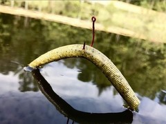 Yum Lures Fishing Lure YDG477 Yum Lures Dinger Worm 4” Bumblegum Yellow Swir…