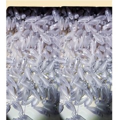 Lure Blanks Square Bill Crankbait,20pcs Unpainted 2.5 Square Bill Crankbaits …