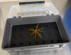 Urchin bait storage Insert (Fits Plano 3700 Deep Box)