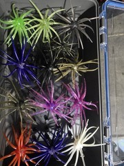 Coike, Prickly Pear, Urchin style boat storage Insert.