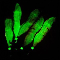 Eging Fishing Squid Jig Lures 8cm with Luminous LED and Reinforced Hooks