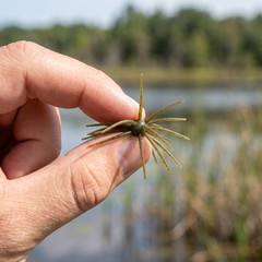 20 Pcs Lure Sea Urchin Soft Bait for River Bionic Fishing Artificial Lures